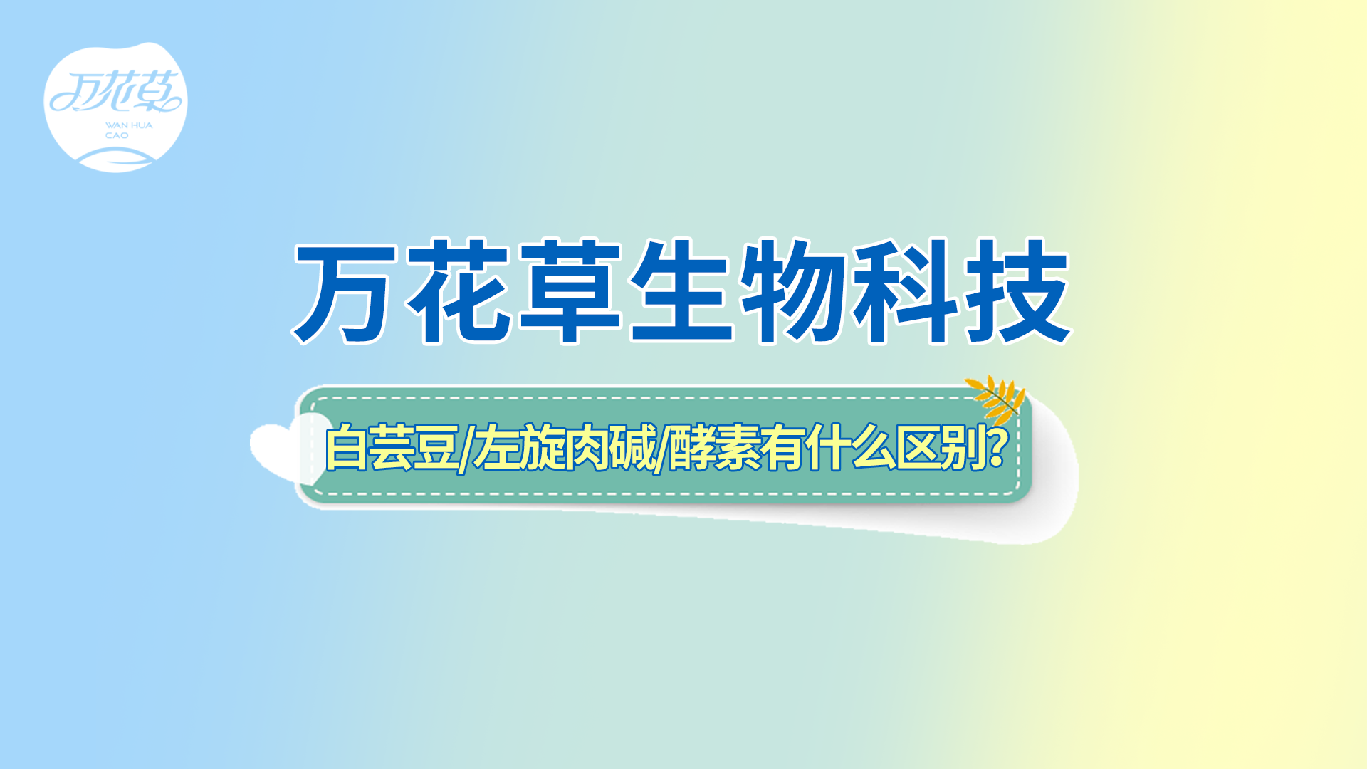 白蕓豆、左旋肉堿、嗨吃酵素有什么區別？